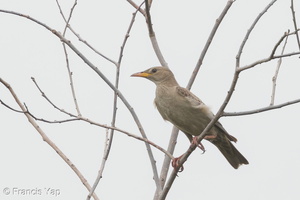 Rosy Starling-141111-100EOS7D-FY7D2031-W.jpg