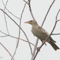 Rosy_Starling-141111-100EOS7D-FY7D2031-W.jpg