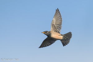 Rosy Starling-250116-254MSDCF-FYP07085-W.jpg (1685 visits) Rosy Starling at Tuas South Rosy Starling-250116-254MSDCF-FYP07085-W.jpg