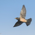 Rosy_Starling-250116-254MSDCF-FYP07085-W.jpg