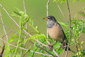 Rosy Starling-250116-254MSDCF-FYP08247-W.jpg (1680 visits) Rosy Starling at Tuas South Rosy Starling-250116-254MSDCF-FYP08247-W.jpg