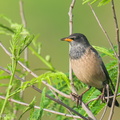 Rosy_Starling-250116-254MSDCF-FYP08247-W.jpg