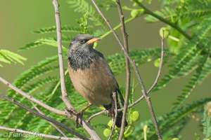 Rosy Starling-250116-254MSDCF-FYP08545-W.jpg (1657 visits) Rosy Starling at Tuas South Rosy Starling-250116-254MSDCF-FYP08545-W.jpg