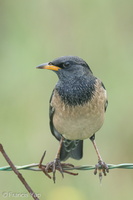 Rosy Starling-250129-255MSDCF-FYP06339-W.jpg (1649 visits) Rosy Starling at Tuas South Rosy Starling-250129-255MSDCF-FYP06339-W.jpg