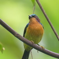 Ruby-cheeked_Sunbird-210904-118MSDCF-FRY09959-W.jpg