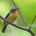 Ruby-cheeked_Sunbird-210904-118MSDCF-FRY09997-W.jpg