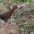 Ruddy-breasted_Crake-100703-101EOS7D-IMG_1793-W.jpg
