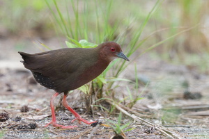 Ruddy-breasted Crake-121021-102EOS1D-FY1X9116-W.jpg