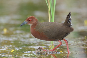 Ruddy-breasted Crake-260111-149FRYAP-FYA04100-W.jpg