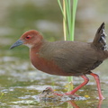 Ruddy-breasted Crake-260111-149FRYAP-FYA04100-W.jpg