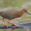Ruddy-breasted Crake-260111-149FRYAP-FYA04309-W.jpg