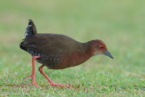 Ruddy-breasted Crake-260115-150FRYAP-FYA00323-W.jpg