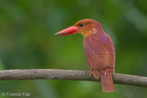 Ruddy Kingfisher-111110-109EOS7D-IMG_3095-W.jpg (4248 visits) Ruddy Kingfisher at Bidadari Ruddy Kingfisher-111110-109EOS7D-IMG_3095-W.jpg
