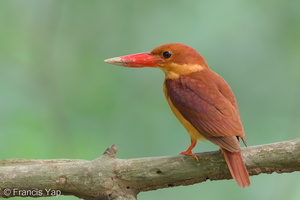 Ruddy Kingfisher-111204-110EOS7D-IMG_0726-W.jpg (4330 visits) Ruddy Kingfisher at Bidadari Ruddy Kingfisher-111204-110EOS7D-IMG_0726-W.jpg