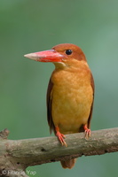 Ruddy Kingfisher-111204-110EOS7D-IMG_0735-W.jpg (4126 visits) Ruddy Kingfisher at Bidadari Ruddy Kingfisher-111204-110EOS7D-IMG_0735-W.jpg