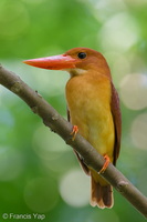 Ruddy Kingfisher-260303-159FRYAP-FYA01425-W.jpg