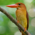 Ruddy Kingfisher-260303-159FRYAP-FYA01425-W.jpg