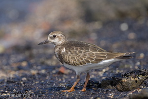 Ruddy Turnstone-131005-110EOS1D-FY1X4512-W.jpg (4141 visits) Ruddy Turnstone at Seletar Dam Ruddy Turnstone-131005-110EOS1D-FY1X4512-W.jpg