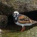 Ruddy_Turnstone-220410-145MSDCF-FRY06626-W.jpg