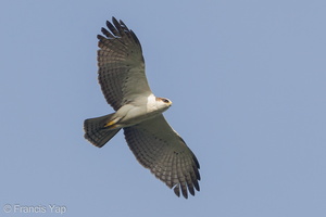 Rufous-bellied Eagle-120106-107EOS1D-FYAP2048-W.jpg (4207 visits) Rufous-bellied Eagle at Bukit Timah summit Rufous-bellied Eagle-120106-107EOS1D-FYAP2048-W.jpg