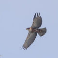 Rufous-bellied_Eagle-200322-120EOS1D-F1X20003-W.jpg
