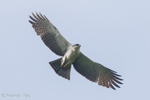 Rufous-bellied Eagle-220205-139MSDCF-FRY00725-W.jpg (4212 visits) Rufous-bellied Eagle at Jalan Asas Rufous-bellied Eagle-220205-139MSDCF-FRY00725-W.jpg