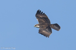 Rufous-bellied Eagle-241027-249MSDCF-FYP03315-W.jpg (1827 visits) Rufous-bellied Eagle at Mount Faber Rufous-bellied Eagle-241027-249MSDCF-FYP03315-W.jpg