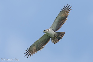 Rufous-bellied Eagle-260307-159FRYAP-FYA08366-W.jpg