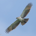 Rufous-bellied Eagle-260307-159FRYAP-FYA08366-W.jpg