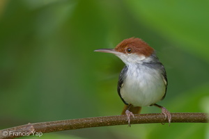Rufous-tailed Tailorbird-160820-103EOS1D-F1X26550-W.jpg