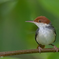 Rufous-tailed_Tailorbird-160820-103EOS1D-F1X26550-W.jpg