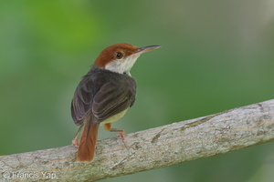 Rufous-tailed Tailorbird-160820-103EOS1D-F1X26578-W.jpg