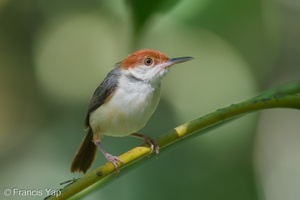 Rufous-tailed Tailorbird-240514-228MSDCF-FYP02601-W.jpg