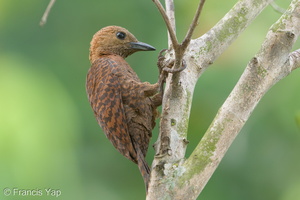 Rufous Woodpecker-190805-119ND500-FYP_0827-W.jpg