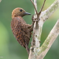 Rufous_Woodpecker-190805-119ND500-FYP_0827-W.jpg
