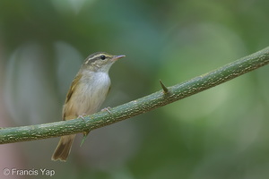 Sakhalin Leaf Warbler-140305-114EOS1D-FY1X7670-W.jpg (4322 visits) Sakhalin Leaf Warbler at Dairy Farm Nature Park Sakhalin Leaf Warbler-140305-114EOS1D-FY1X7670-W.jpg