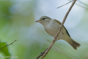 Sakhalin Leaf Warbler-140312-114EOS1D-FY1X8811-W.jpg (4215 visits) Sakhalin Leaf Warbler at Dairy Farm Nature Park Sakhalin Leaf Warbler-140312-114EOS1D-FY1X8811-W.jpg