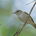 Sakhalin_Leaf_Warbler-140312-114EOS1D-FY1X8811-W.jpg