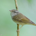 Sakhalin Leaf Warbler-260105-148FRYAP-FYA03632-W.jpg
