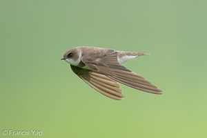 Sand Martin-201128-125MSDCF-FYP09174-W.jpg (4238 visits) Sand Martin at Neo Tiew Harvest Lane Sand Martin-201128-125MSDCF-FYP09174-W.jpg