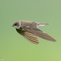Sand_Martin-201128-125MSDCF-FYP09174-W.jpg