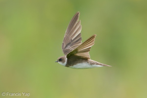 Sand Martin-201128-125MSDCF-FYP09272-W.jpg (4101 visits) Sand Martin at Neo Tiew Harvest Lane Sand Martin-201128-125MSDCF-FYP09272-W.jpg