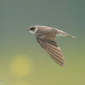 Sand_Martin-201128-125MSDCF-FYP09286-W.jpg