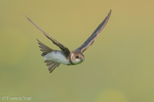 Sand Martin-201231-128MSDCF-FYP02278-W.jpg (4156 visits) Sand Martin at Neo Tiew Harvest Lane Sand Martin-201231-128MSDCF-FYP02278-W.jpg