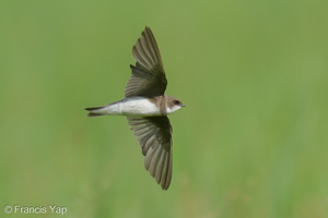 Sand Martin-221225-160MSDCF-FYP09187-W.jpg (3633 visits) Sand Martin at Neo Tiew Harvest Lane Sand Martin-221225-160MSDCF-FYP09187-W.jpg