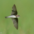 Sand_Martin-221225-160MSDCF-FYP09187-W.jpg