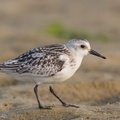 Sanderling-120919-113EOS1D-FYAP1921-W.jpg