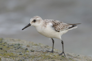 Sanderling-171016-104ND500-FYP_8090-W.jpg (4053 visits) Sanderling at Marina East Drive Sanderling-171016-104ND500-FYP_8090-W.jpg