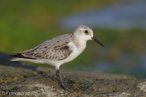 Sanderling-171017-113EOS1D-F1X28579-W.jpg (4122 visits) Sanderling at Marina East Drive Sanderling-171017-113EOS1D-F1X28579-W.jpg