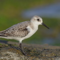 Sanderling-171017-113EOS1D-F1X28579-W.jpg